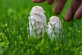 Fresh edible mushrooms Barbuda or ink mushroom Ã¢â¬âcoprinus comatusÃ¢â¬â fresh among green grass. Hand and fingers catching the